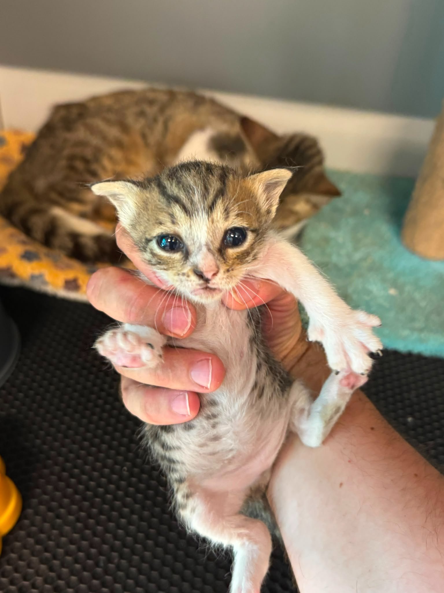 Biscuit 2