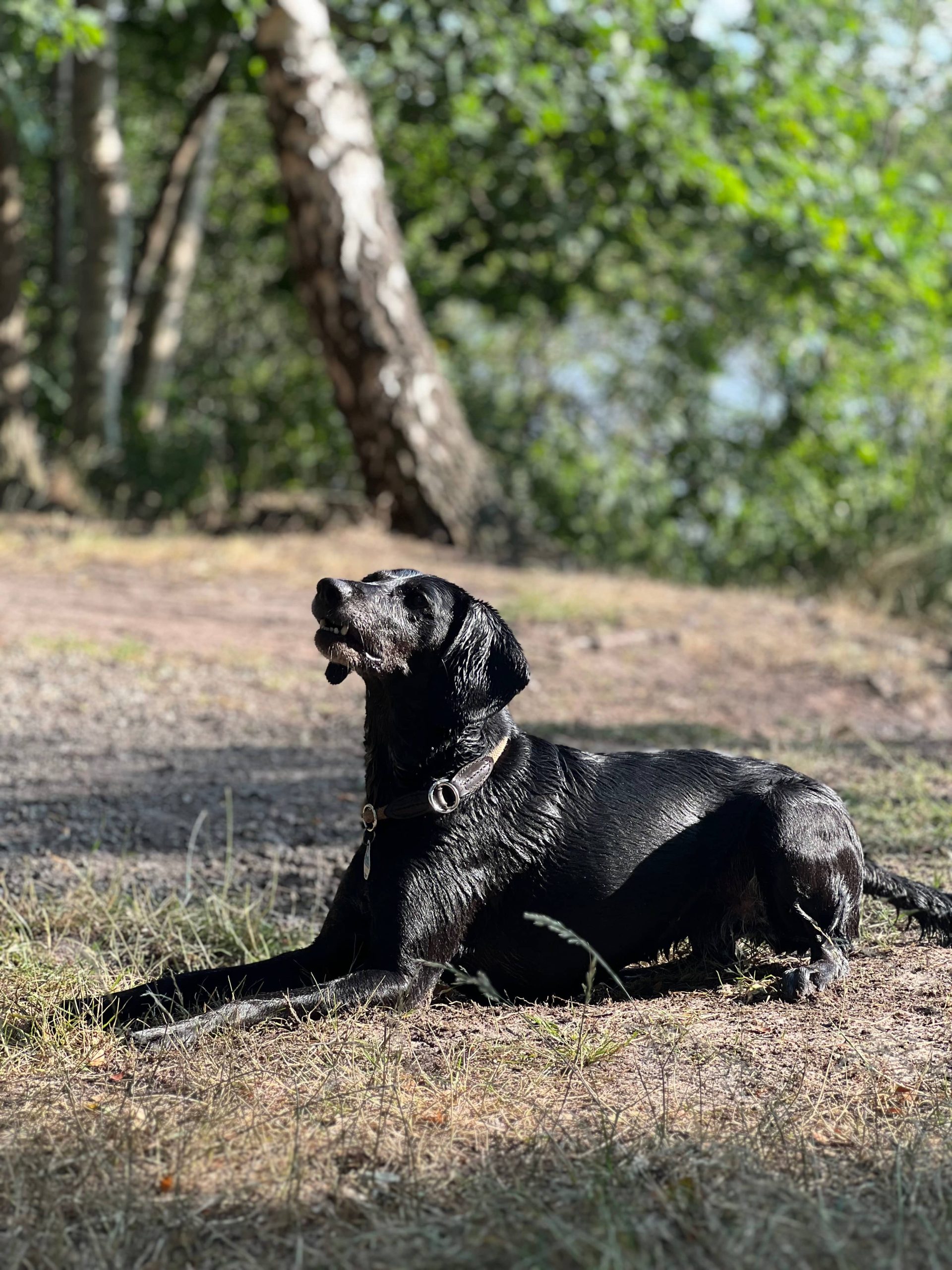 Charlie 1