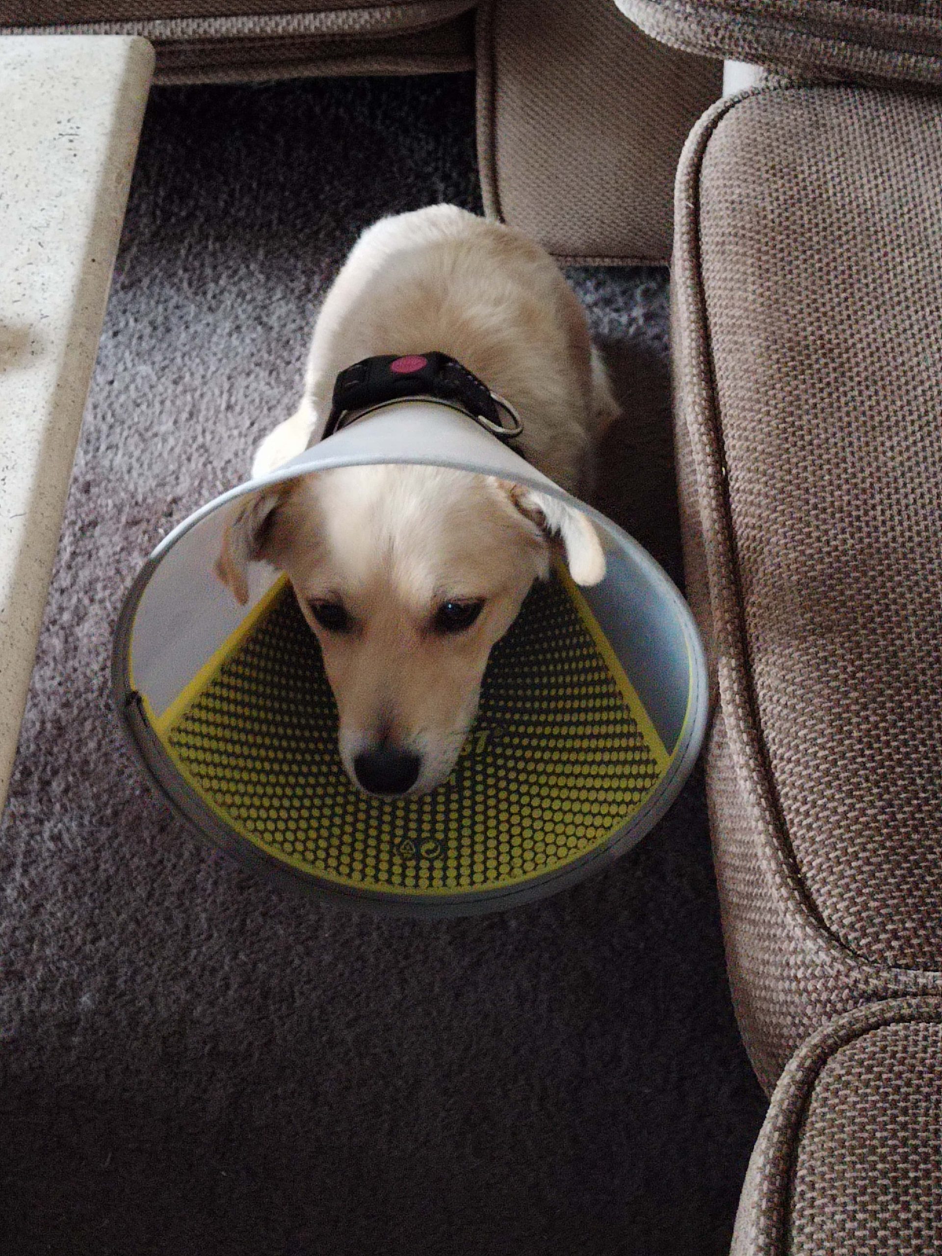 Help Roxy Walk Strong Again