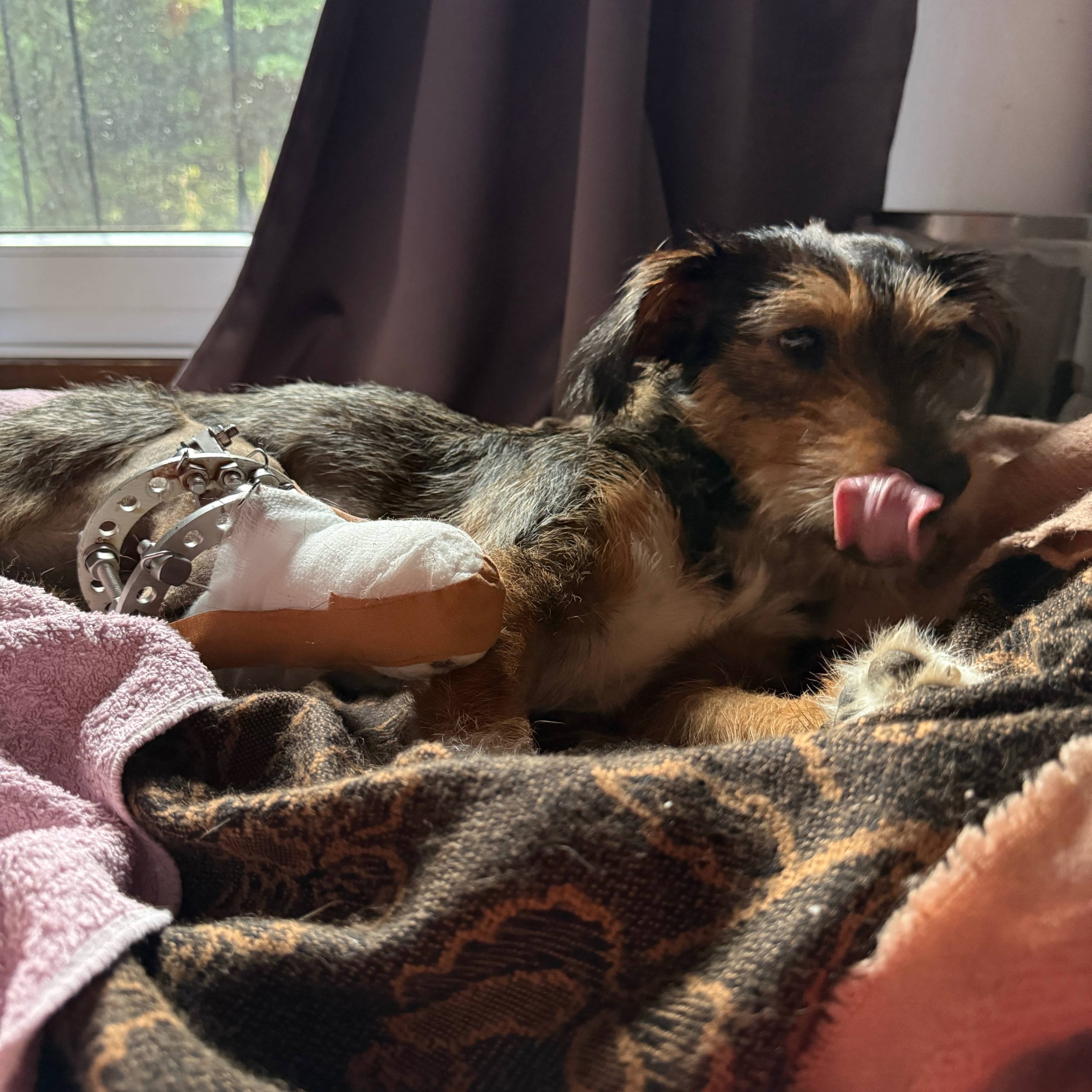 Help Mimi Get Back on Her Paws