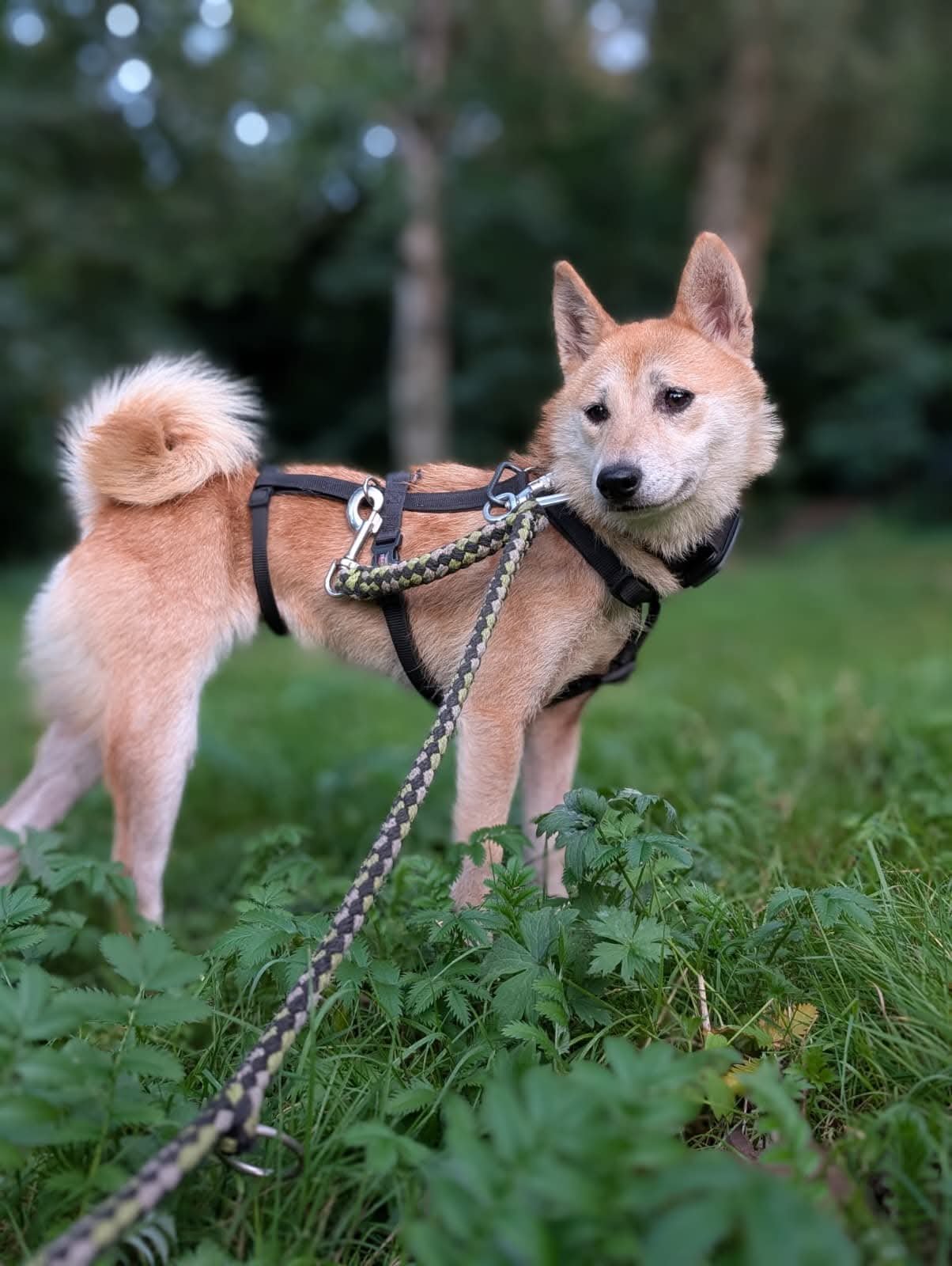 Koda 4