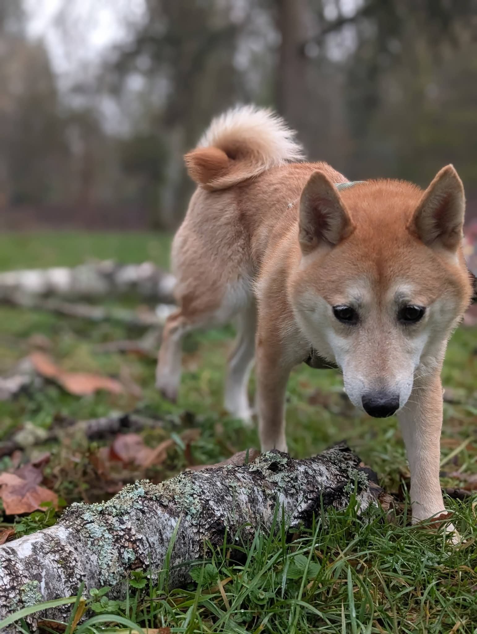 Help Koda Live Without Pain