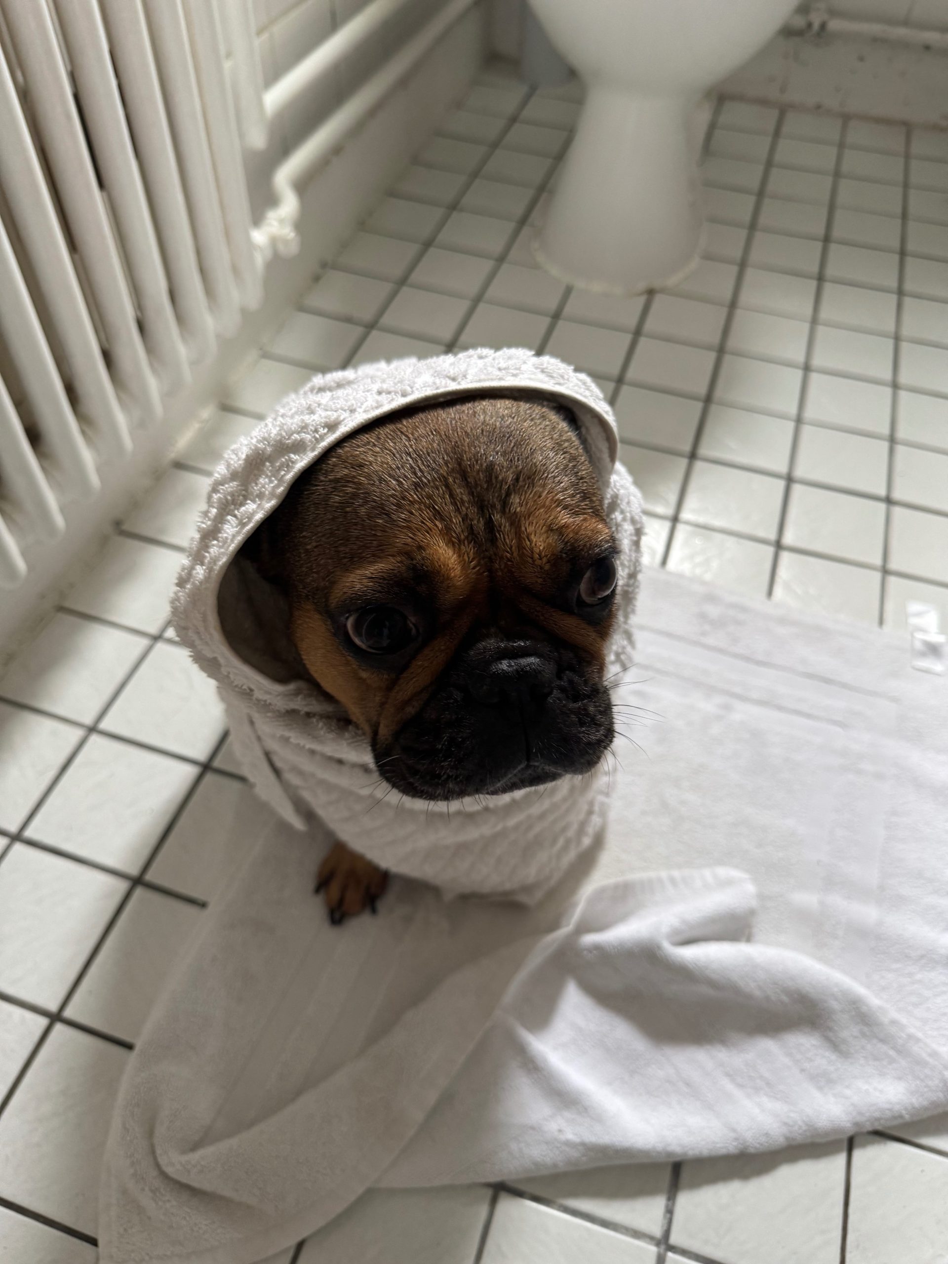 My Teddy Needs Your Help
