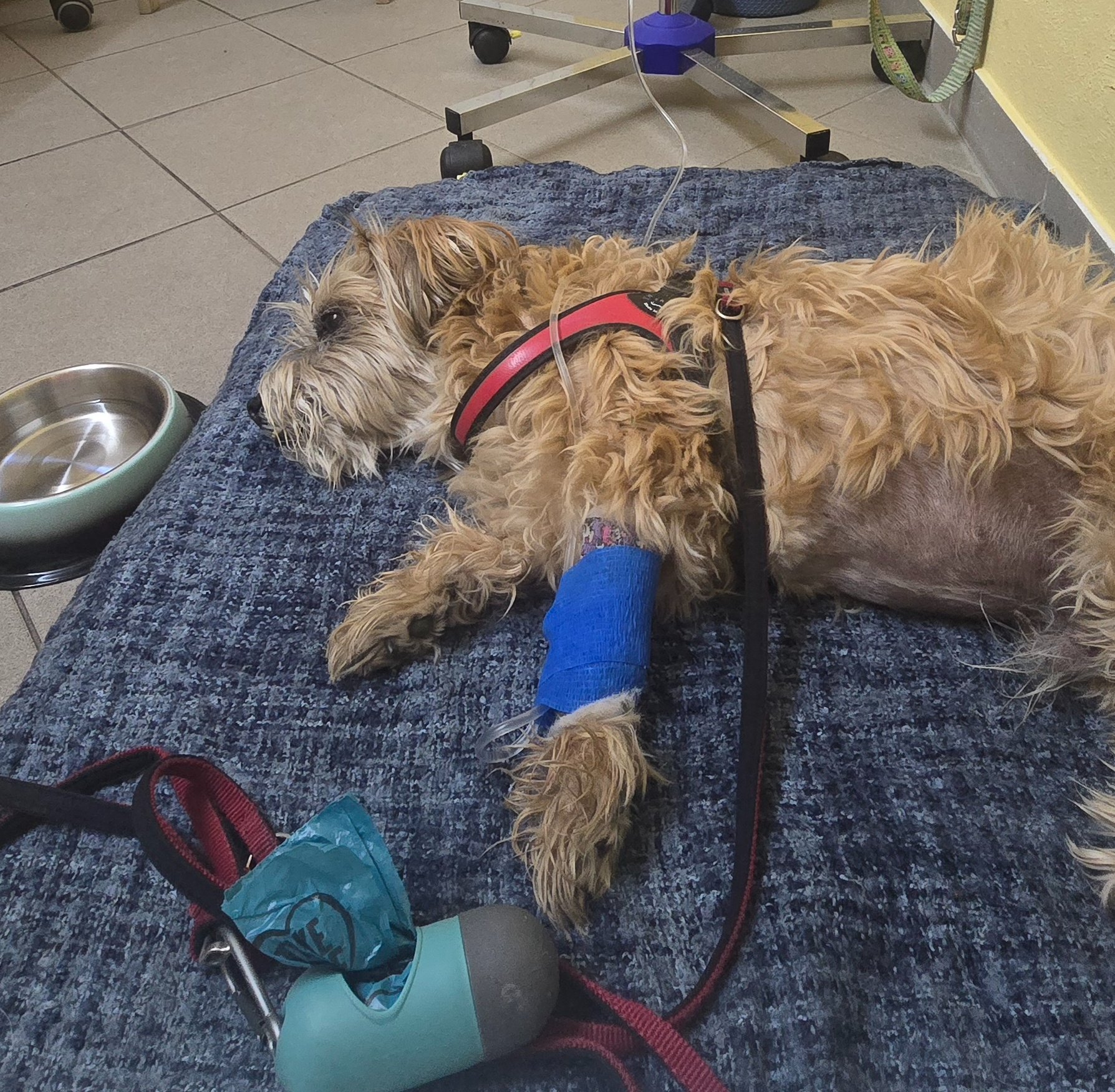 Help Bailey See Again