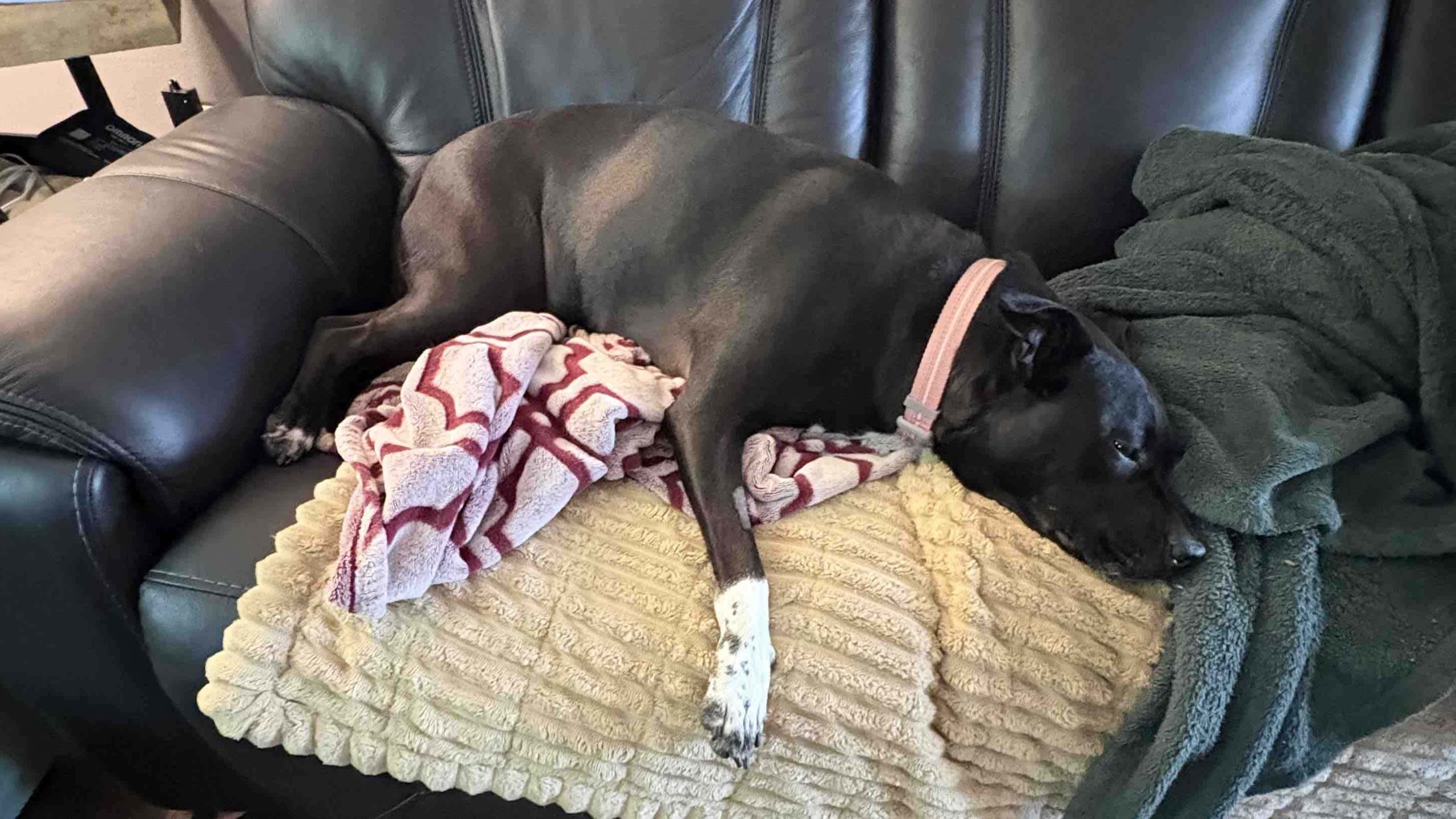 Help Willow Run Free Again