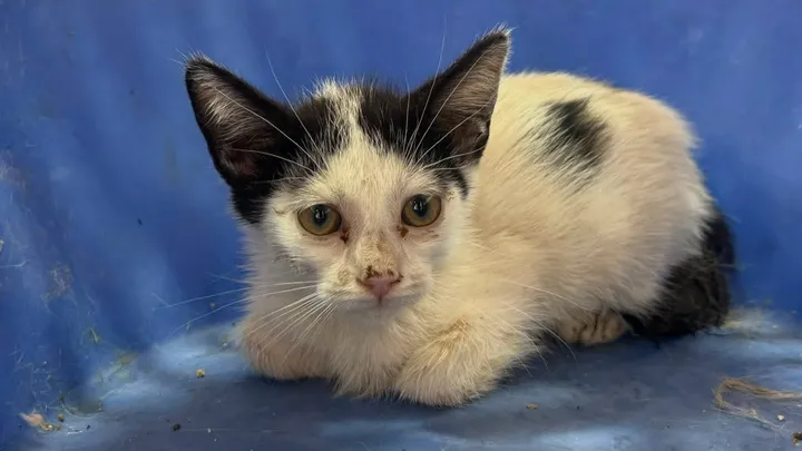 Help Biscuit Eat Without Pain Again